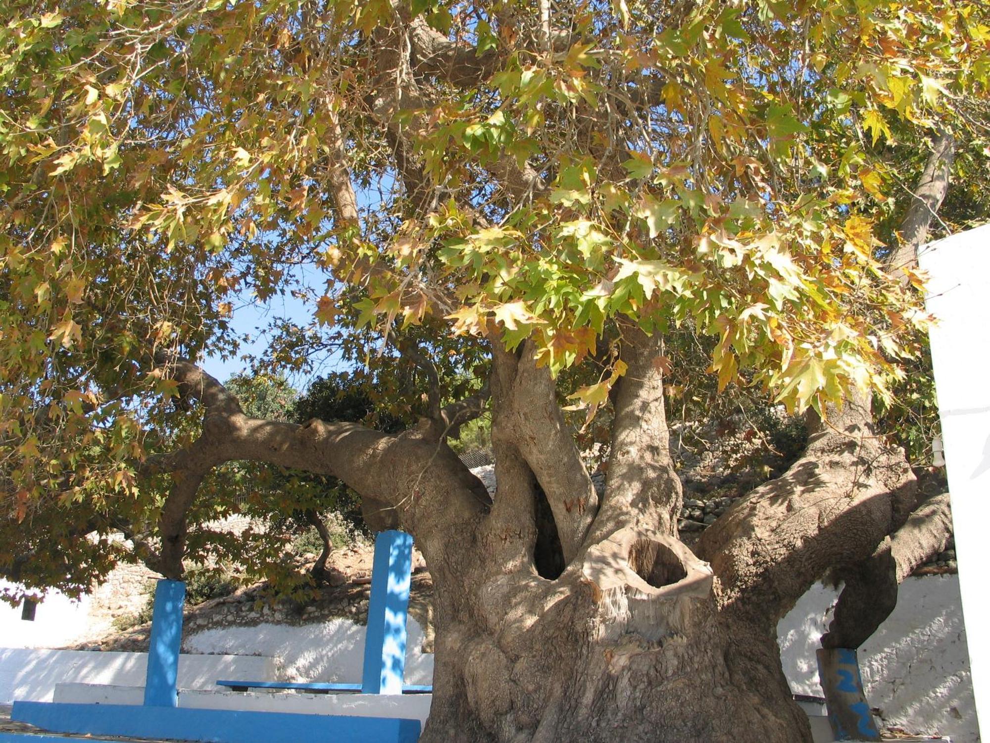 קפלוס Dionysia Studios מראה חיצוני תמונה
