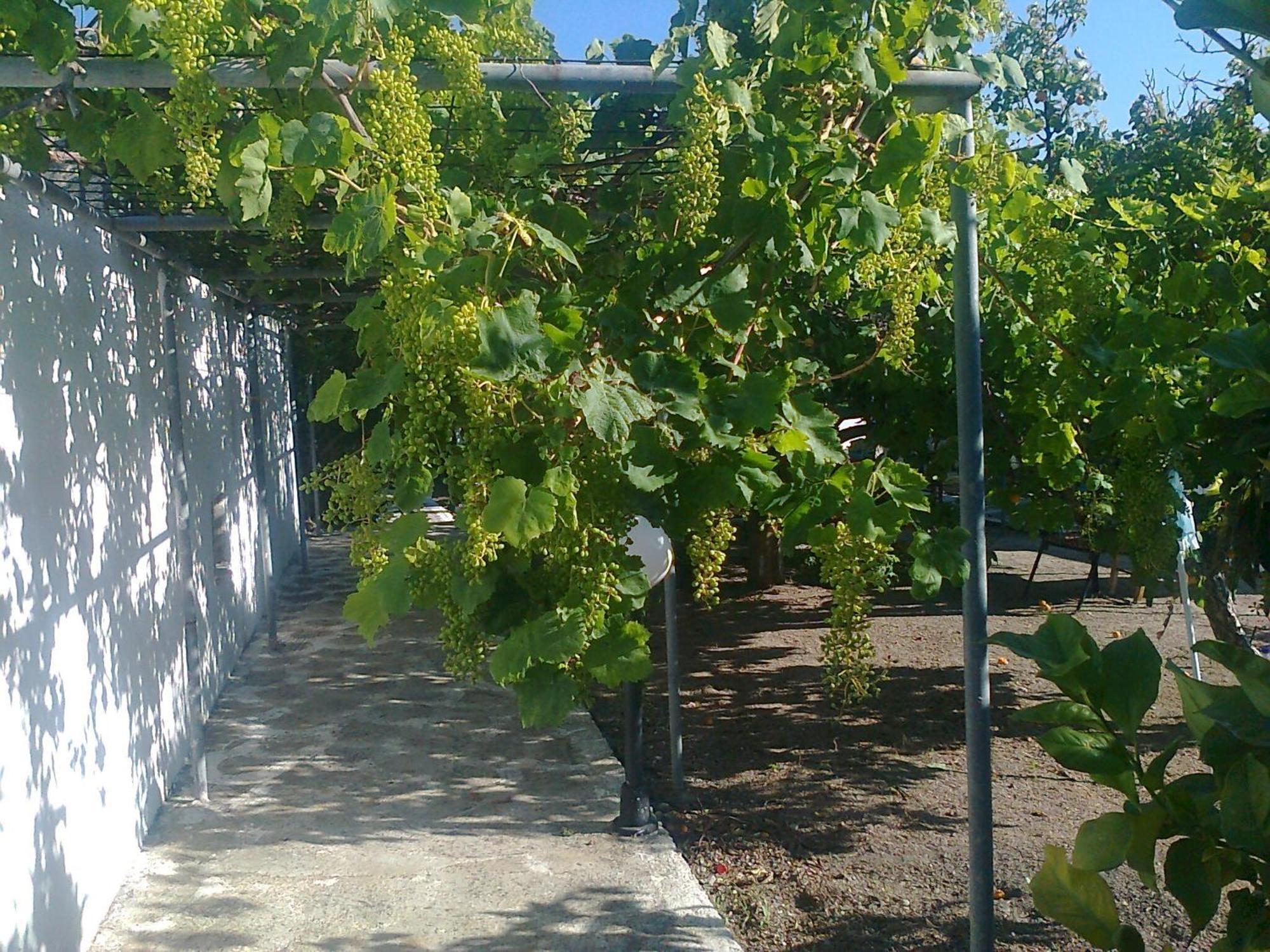 קפלוס Dionysia Studios מראה חיצוני תמונה